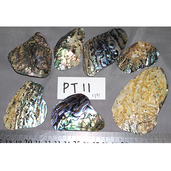 ニュージーランド(ＮＺ)　パウア貝(Paua Shell) 天然石ビーズ 販売