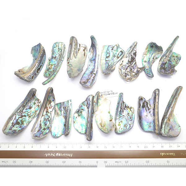 j[W[h(my)@pEAL(Paua Shell) VR΃r[Y ̔