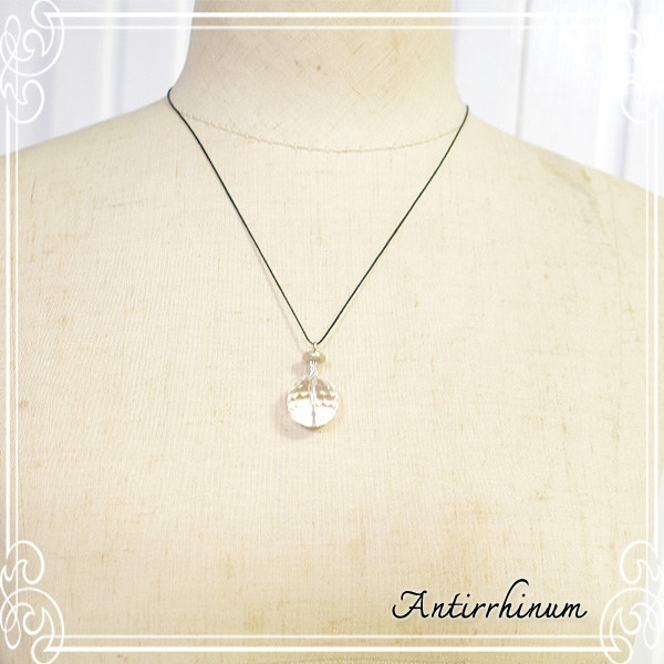  Antirrhinum [ AeBi ] 