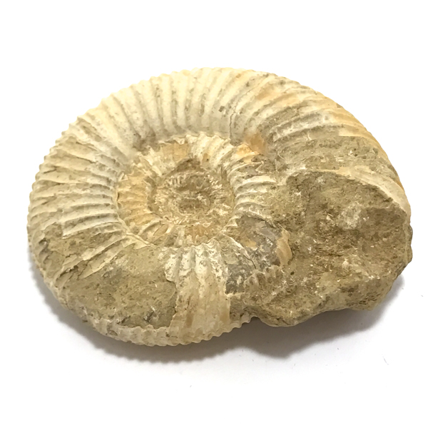 AiCg(Ammonite fossil)