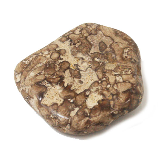   Xg}Cg(stromatolite)