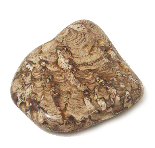   Xg}Cg(stromatolite)
