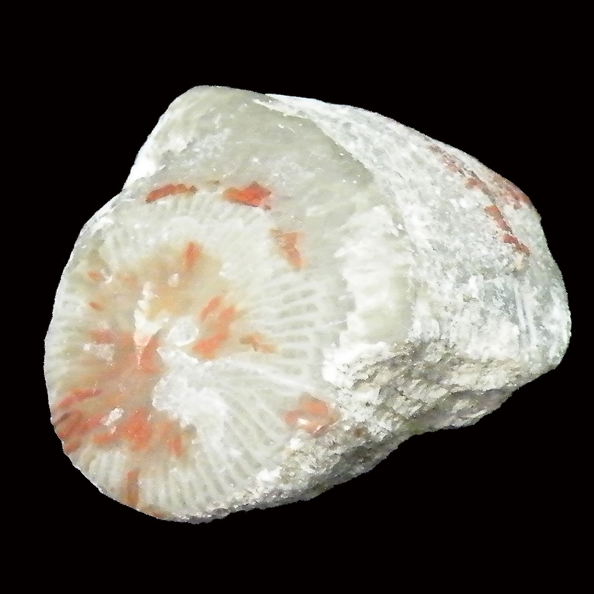 R[X艻(Coral fossil) 