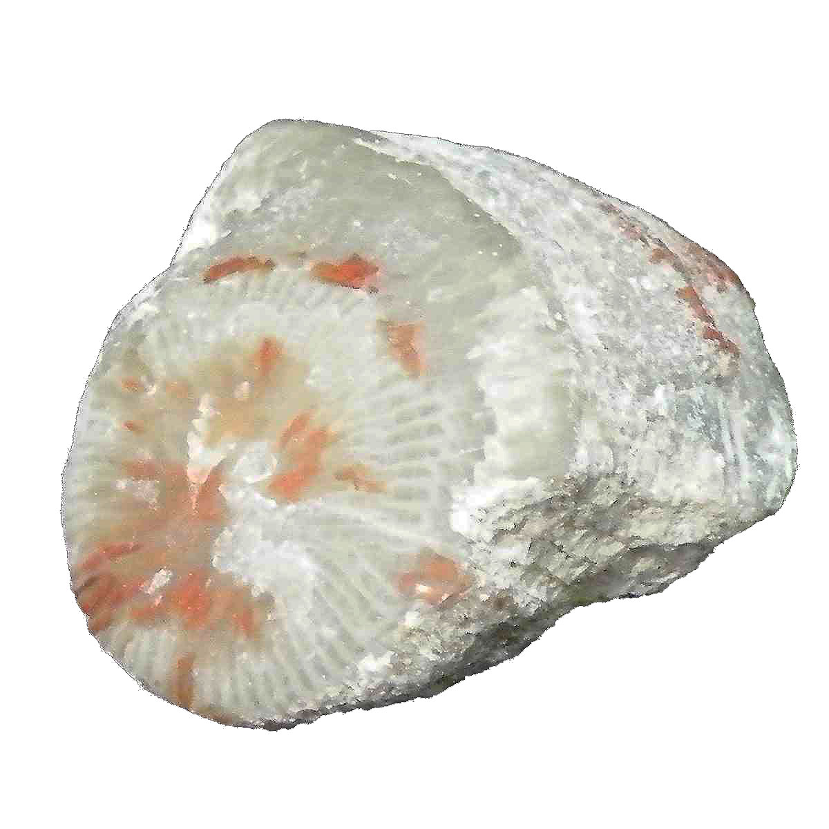 R[X艻(Coral fossil) 