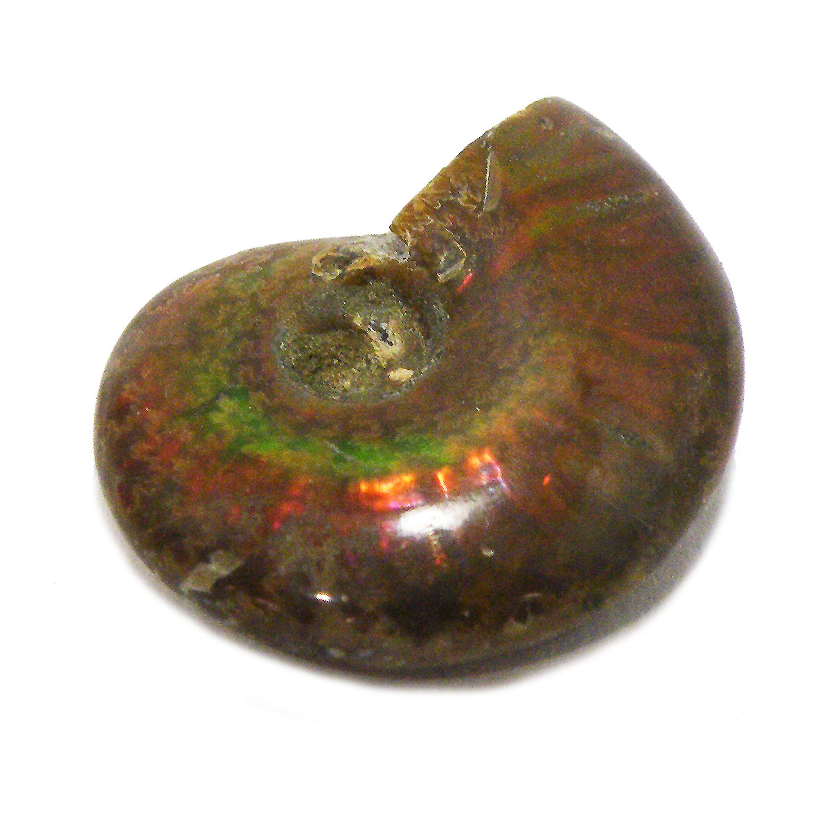 AiCg(Ammonite fossil) 