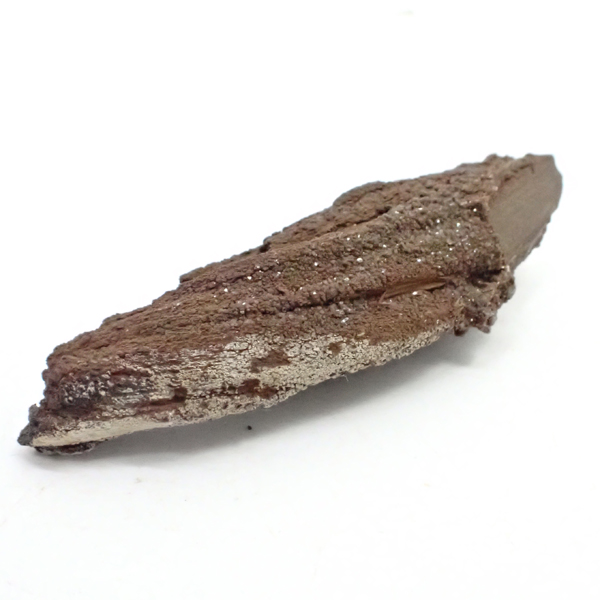 ペトリファイドウッド(Petrifiedwood)(珪化木) 原石