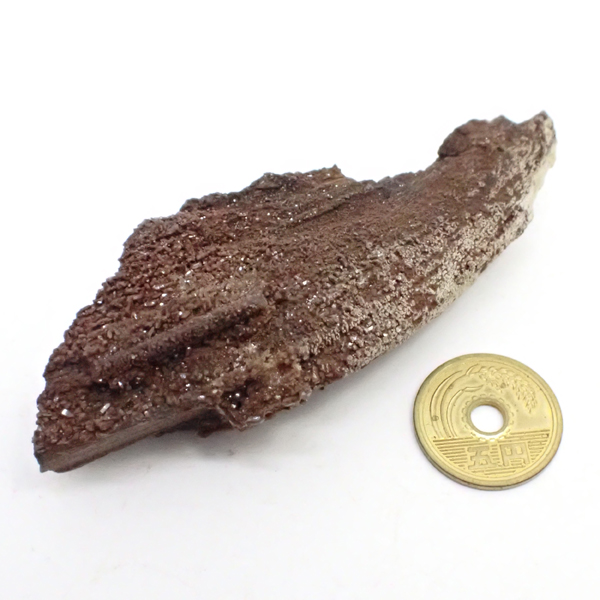 ペトリファイドウッド(Petrifiedwood)(珪化木) 原石